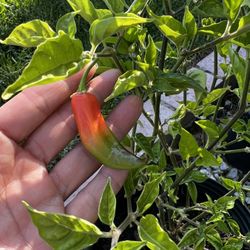 Aji Limo Rojo Plant