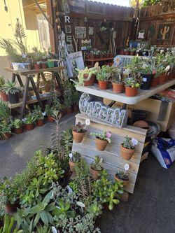Great variety of healthy succulents 