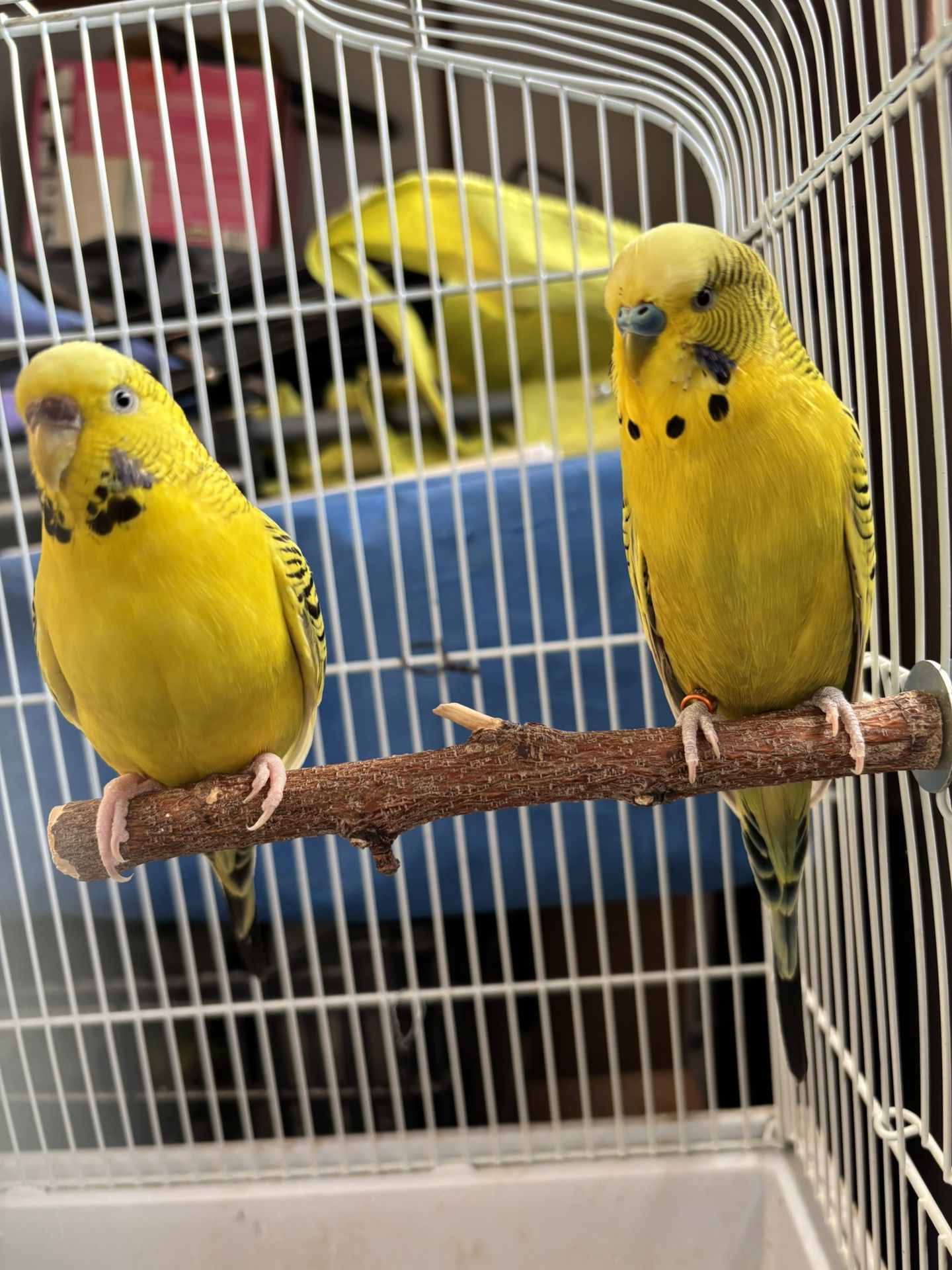 Bird Cage