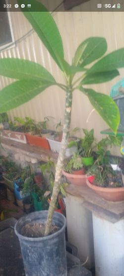 Plumeria 1g puede ser Blanco o Rosa