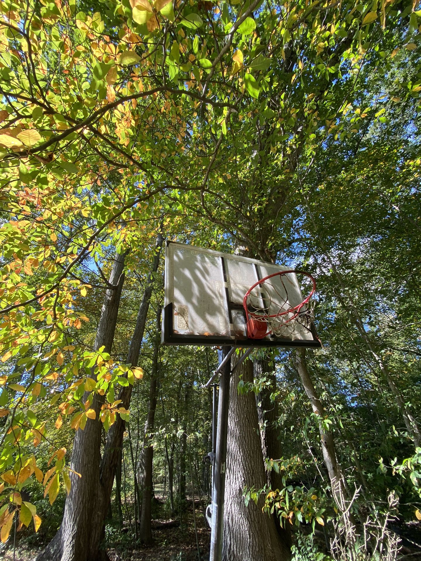 Basketball Net FREE