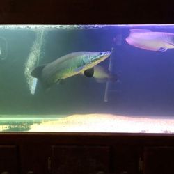 110 Gallon Glass Fish Tank