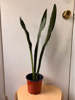 Snake plant