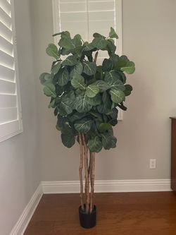 Silk Tree