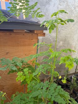 Moringa Trees 5F $45 And $35 Each