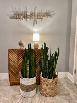 Variety snake plants (diff. Prices)