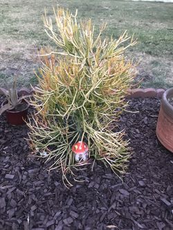 Large succulent. Sticks of fire