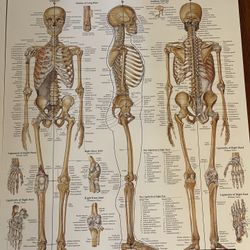 Two Anatomical chart Posters: Skeletal And muscular 