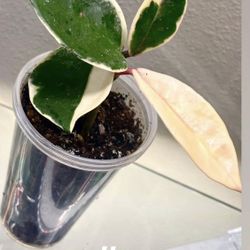 Hoya Crimson Queen The Flowers Have Smell Of Chocolate 