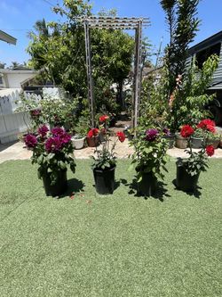 Dalias