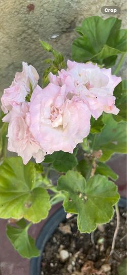 Millfield geranium