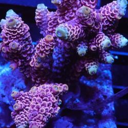 Tons Of 🔥 SPS For Sale!