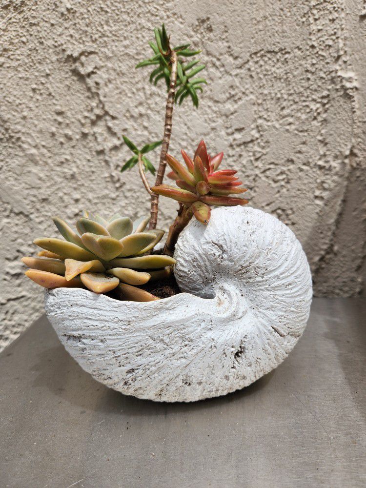 Shell Vase With Succulents 
