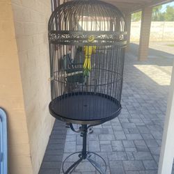 Bird Cage 