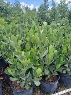 Sale! Clusia Hedges 3ft $13🌼