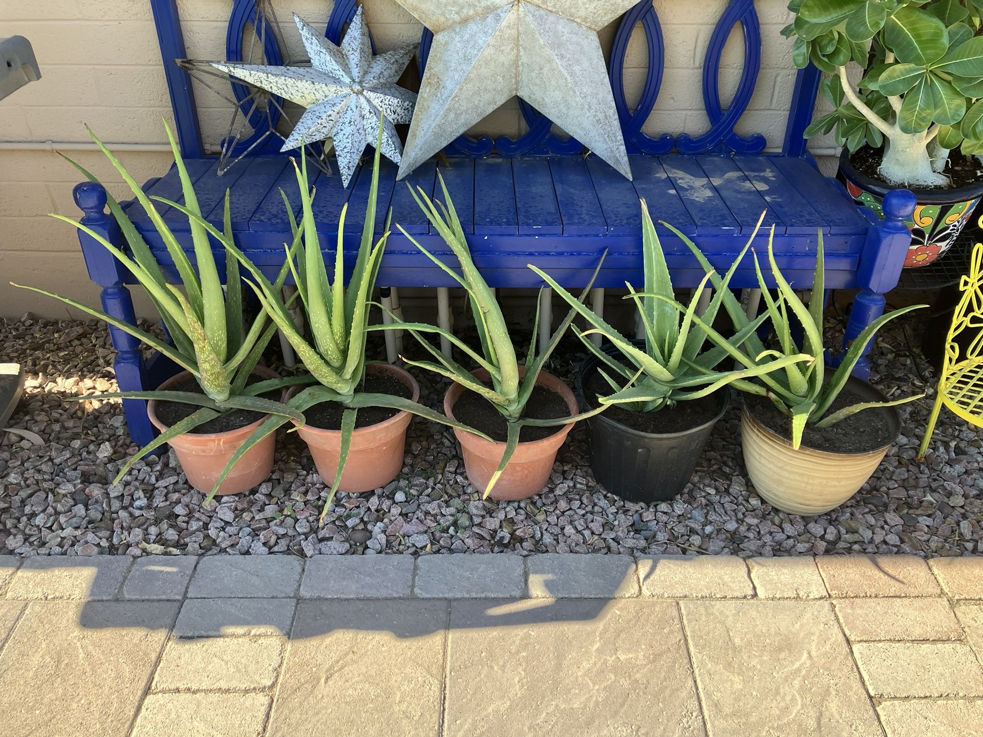 Aloe Vera