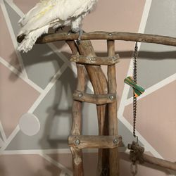 Large Bird Stand And Cage