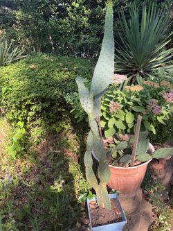 4ft tall cactus. S.W.Arl
