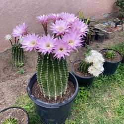 Cacti Plant