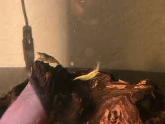 Shrimp food and decoration