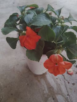 plantas $3 cada una