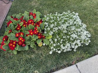 Perennials Primerose And Allyson Flats