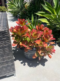Plant includes beautiful Ceramic Pot