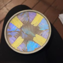 Butterfly Wing Art