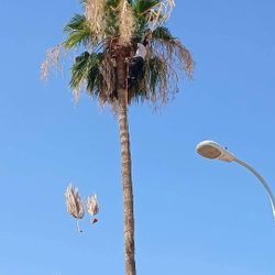 Palm Tree Trimming 