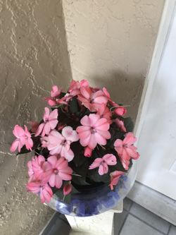 Beautiful plant with pot .