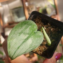 (Pending)scindapsus Platinum 2 Nodes