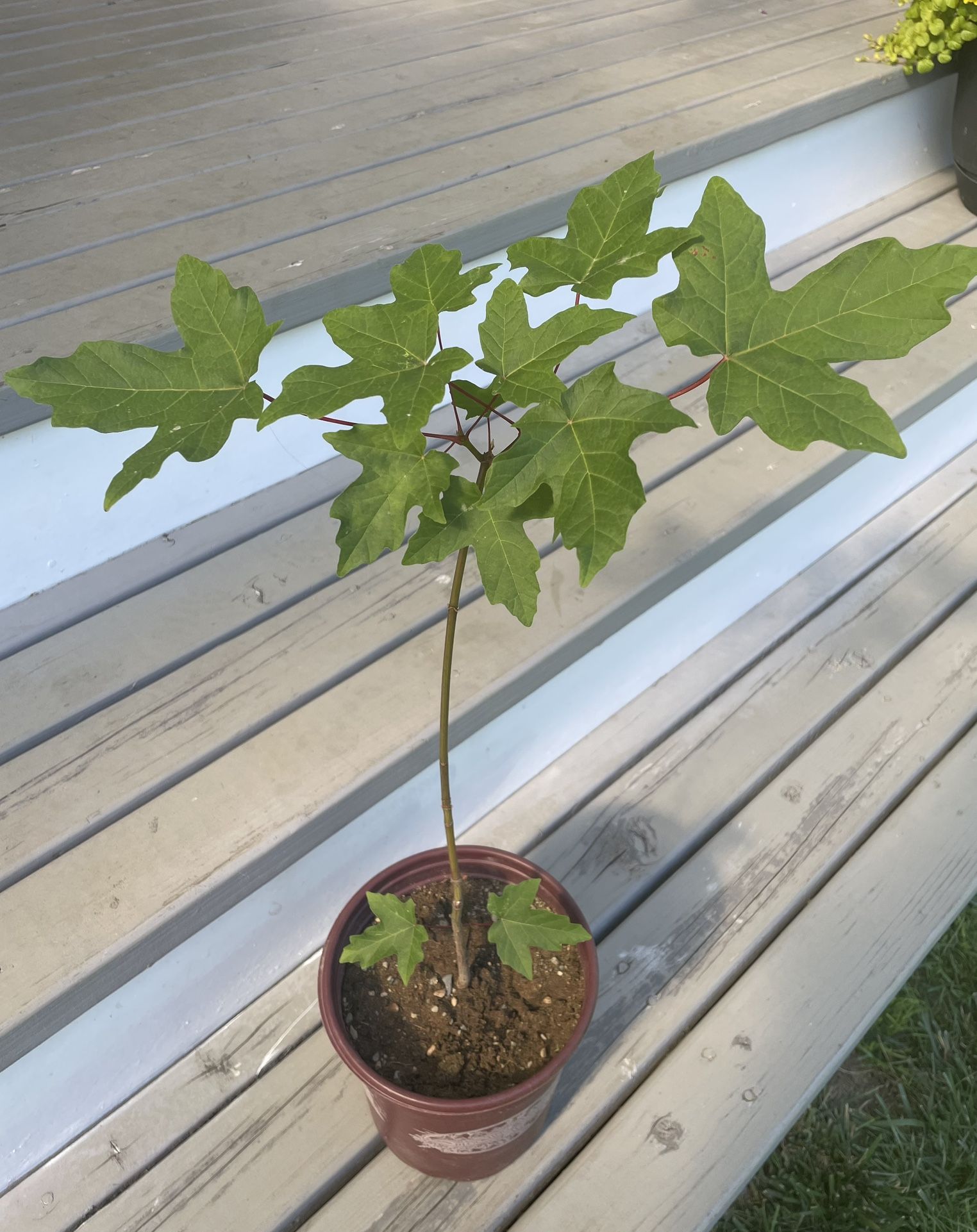 Silver Maple Tree - SHADE Tree