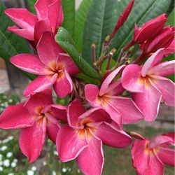 pedazo de plumeria