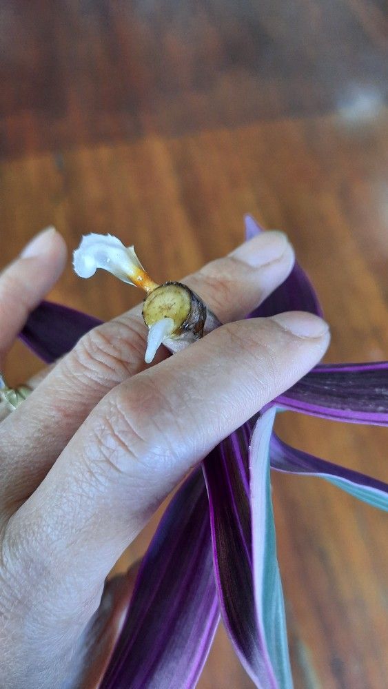 Tradescantia Cutting