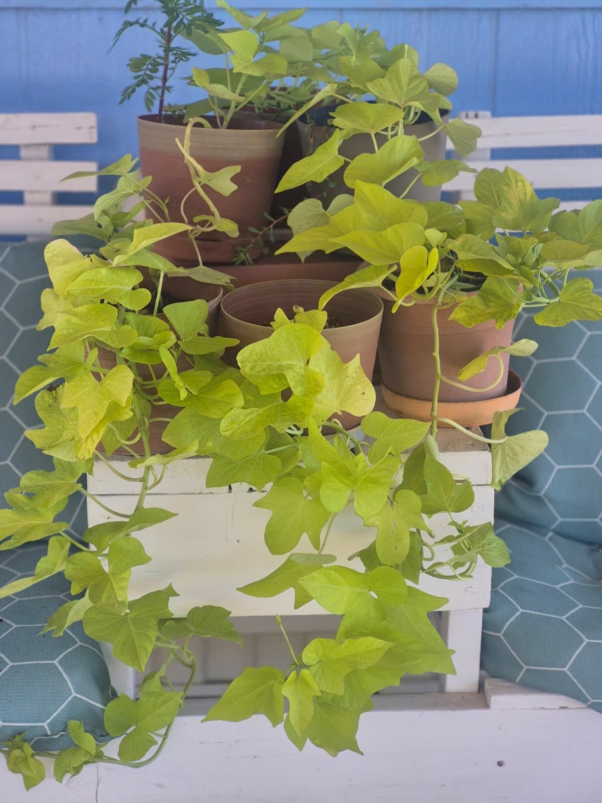 Potato Vine Plants $4 Each Plant