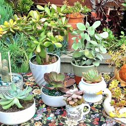 Shop Early Plant Sale! Dates 5/1, 2, 8, 9. See Description Below.