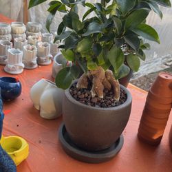 7”ceramic Pot With Bonsai Ficus Tree 