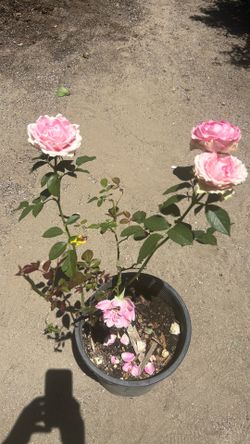 Rosal / Rosebush