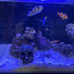 50 Gallon AIO Saltwater Aquarium – Full Setup w/ Stand