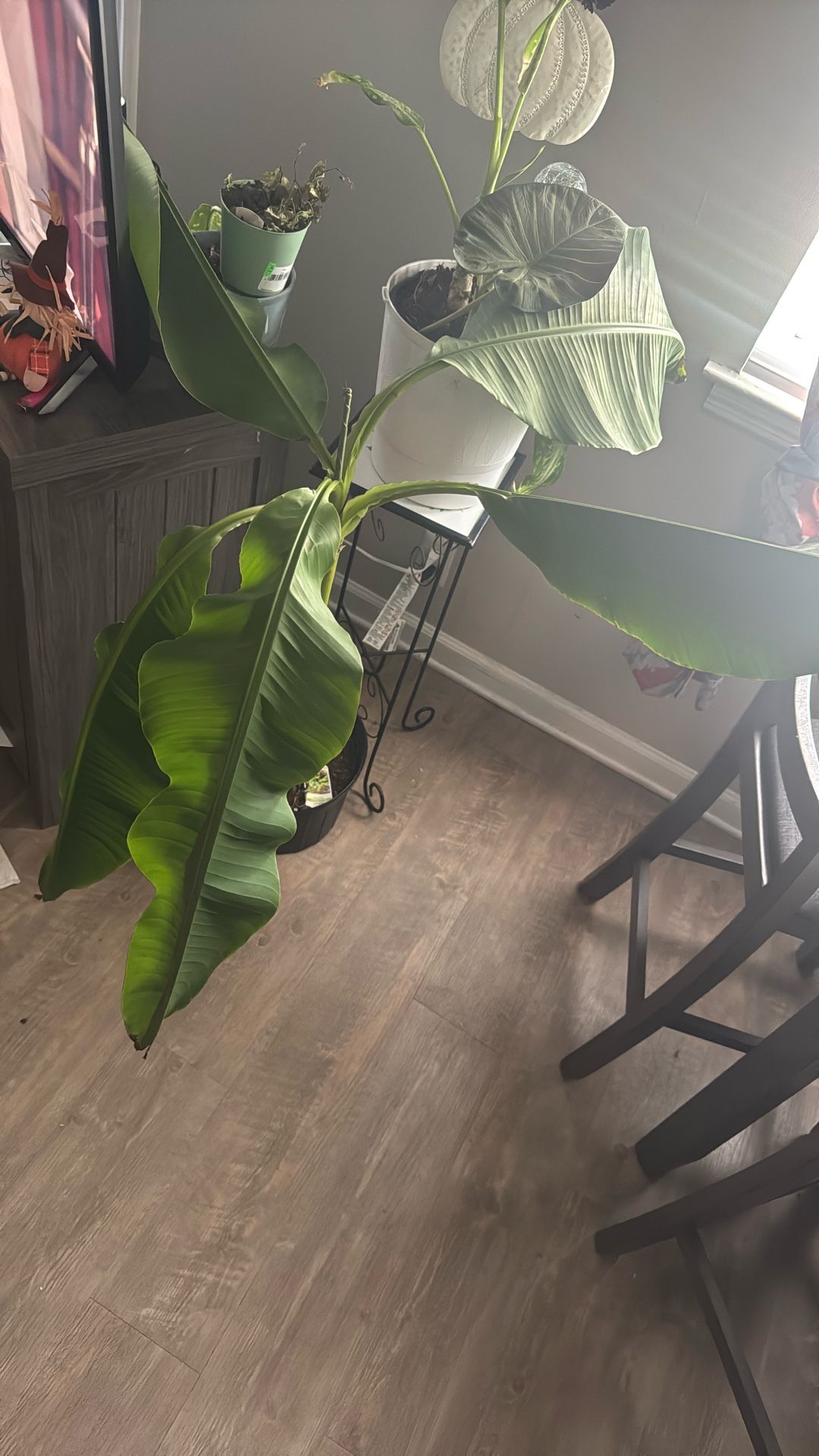 Hardy  Banana Plant