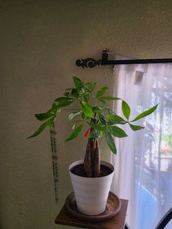 Money tree plant