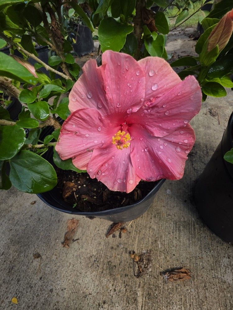 Hibiscus Plants 3gallon 