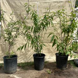 Nectarine tree / Arbol de nectarina $40 each