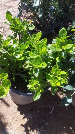 Gardenia