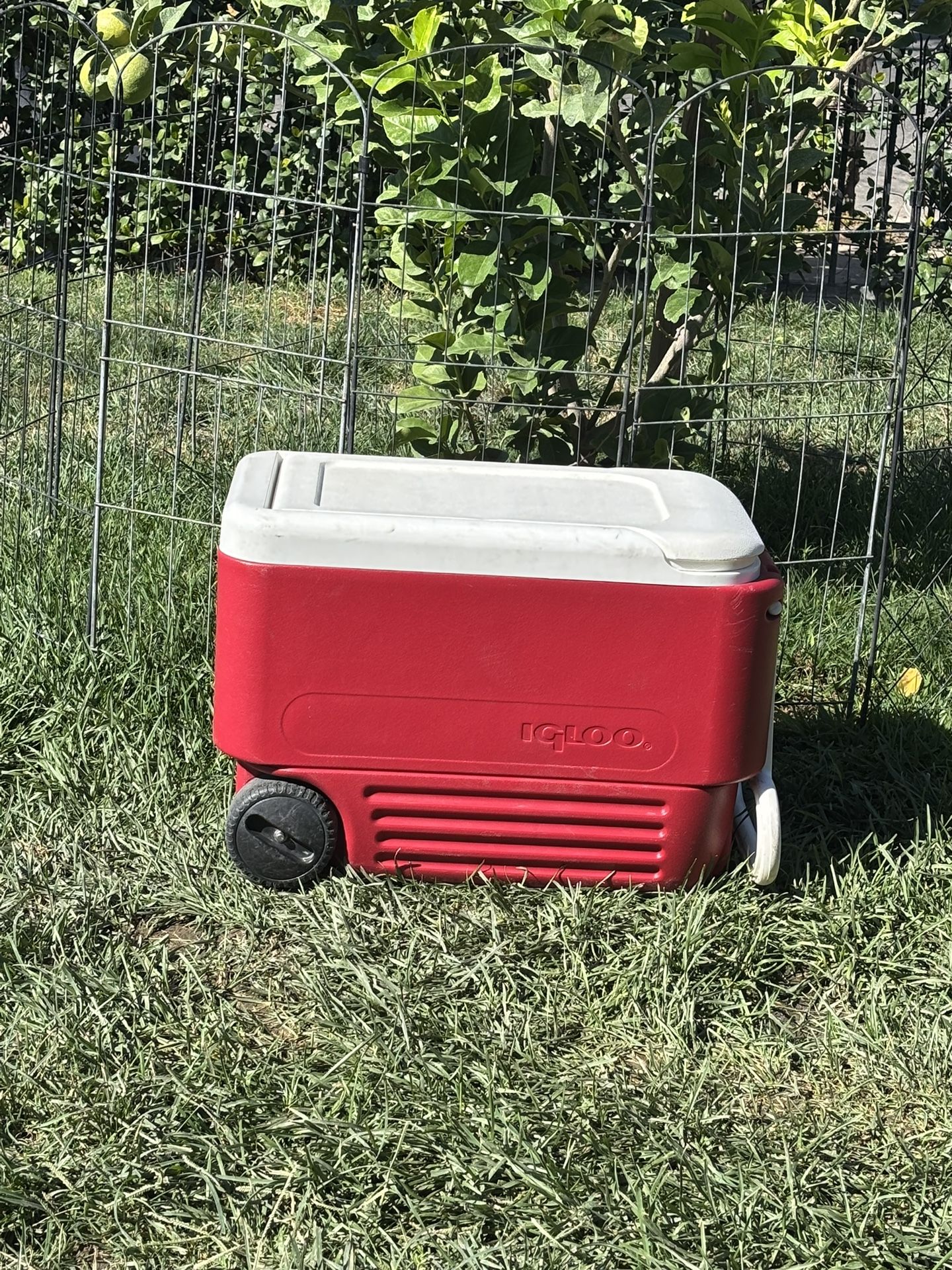 IGLOO,ICE CHEST,COOLER,