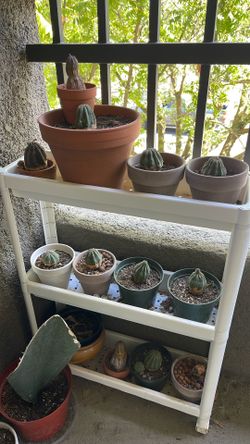 Euphorbia Obesa $30 each