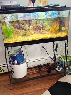 Moving out sale 3 Jack Dempsey, fish tank, stand & 3 jack Dempsey fishes