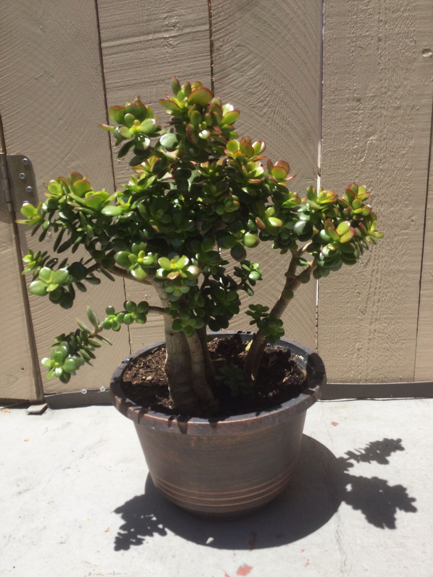 LARGE SUCCULENT PLANT 🪴, NEW