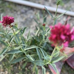 Red Valerian plants 