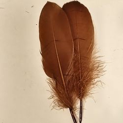 Feathers 